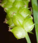 Limestone meadow sedge